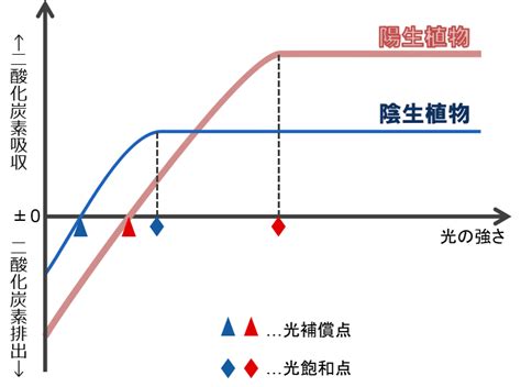 陽性植物|簡単でわかりやすい！陽生植物と陰生植物の違いとは？具体例も。